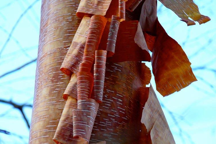 Betula albosinensis 'Red Panda', Chinese Red Birch 'Red Panda', Tree with fall color, Fall color, Attractive bark Tree, Chinese Red Birch, Red Bark